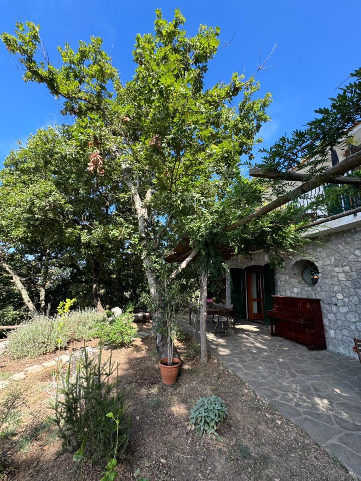 Groove'N'Grove Bed & Breakfast SantʼAgata sui Due Golfi Екстериор снимка